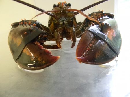Live Maine Lobsters